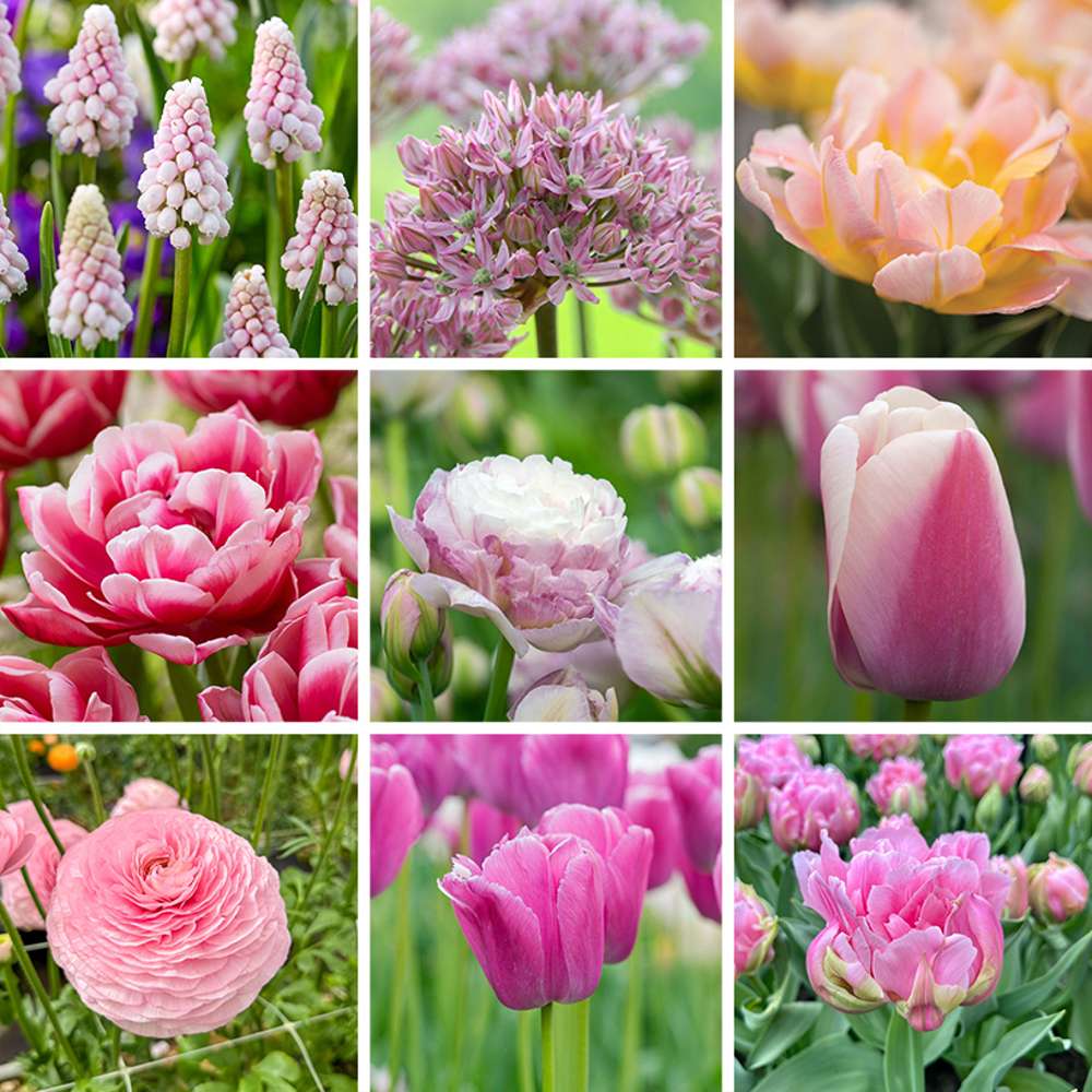 Erbjudandepaket 'Pink'